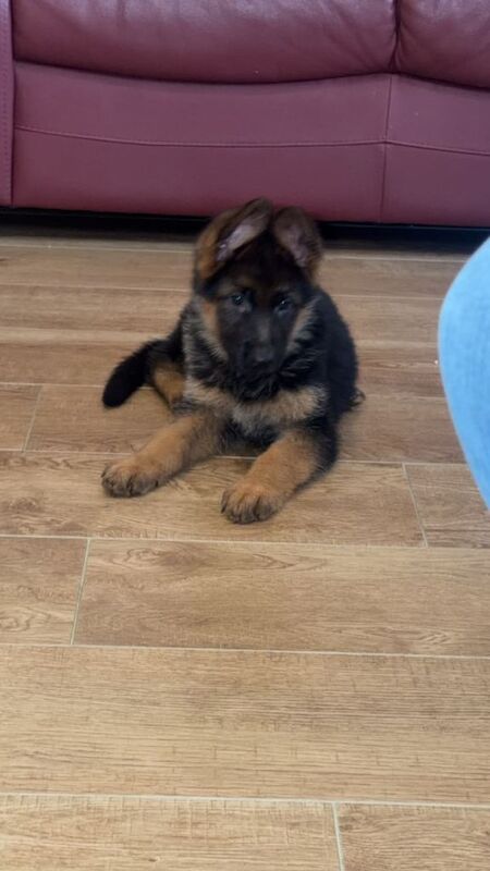 German Shepherd - Image 3 of 4