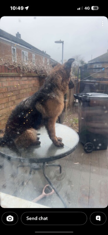 German Shepherd Puppies For Sale Under £1,000
