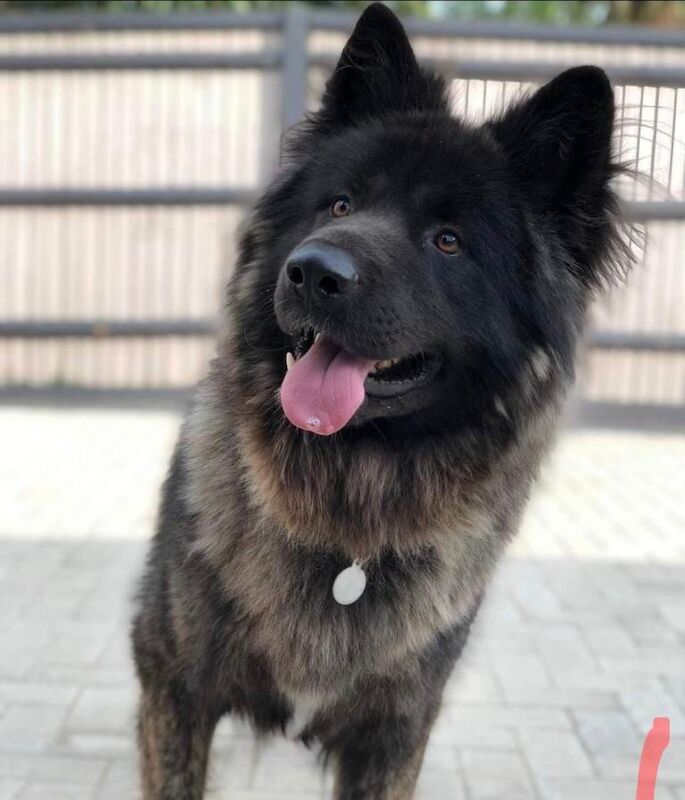 German shepherd / Akita