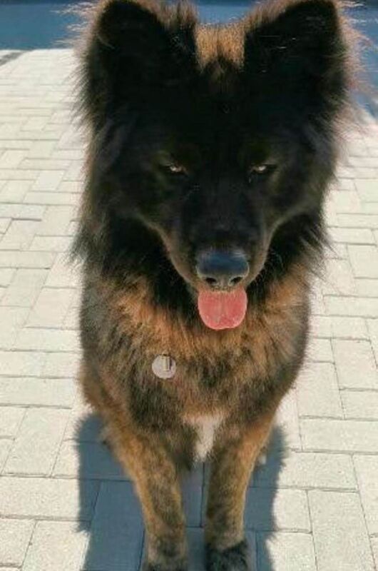 German shepherd / Akita - Image 2 of 5