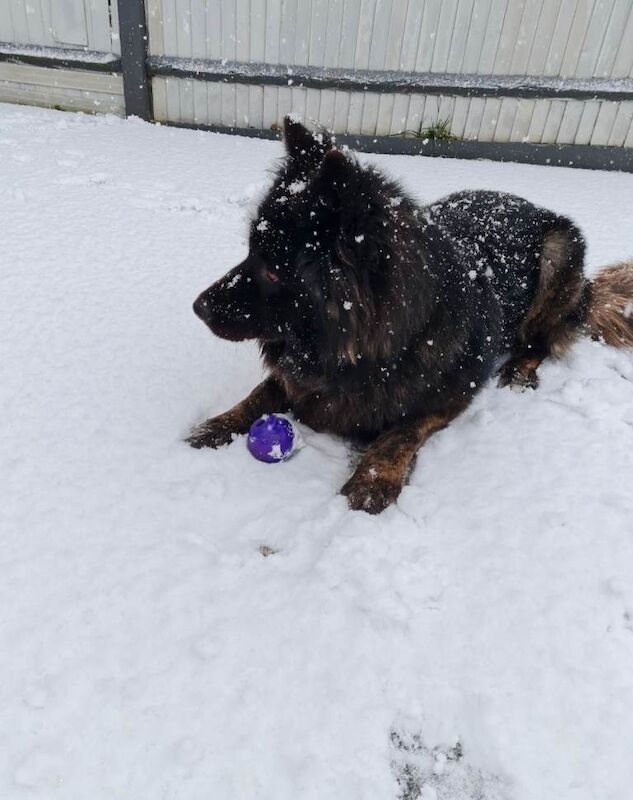 German shepherd / Akita - Image 3 of 5