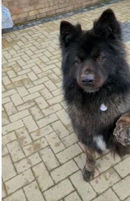 German shepherd / Akita - Image 4 of 5