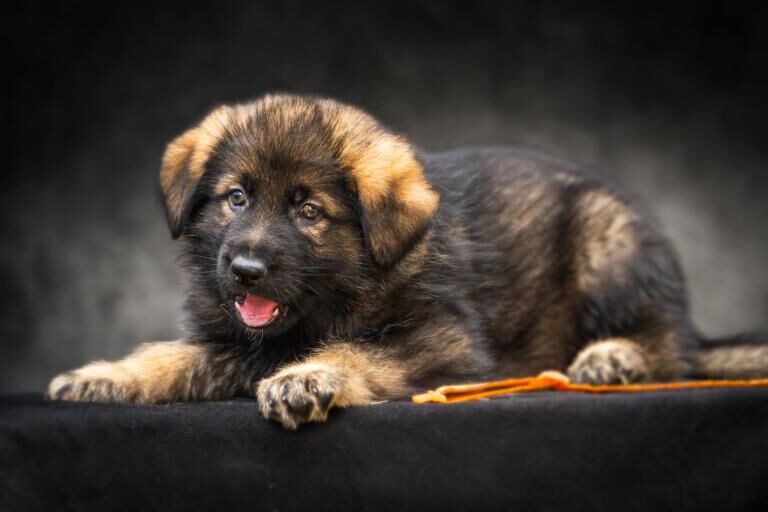German Shepherd Babies boys and girls