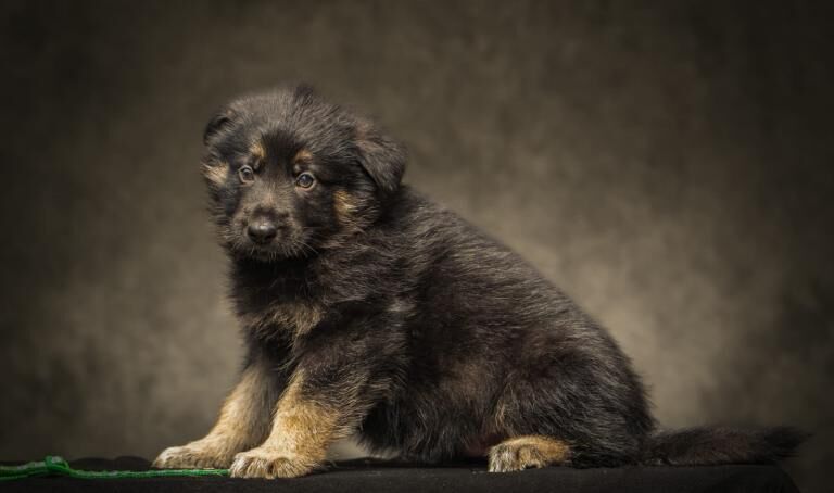 German Shepherd Babies boys and girls - Image 2 of 4