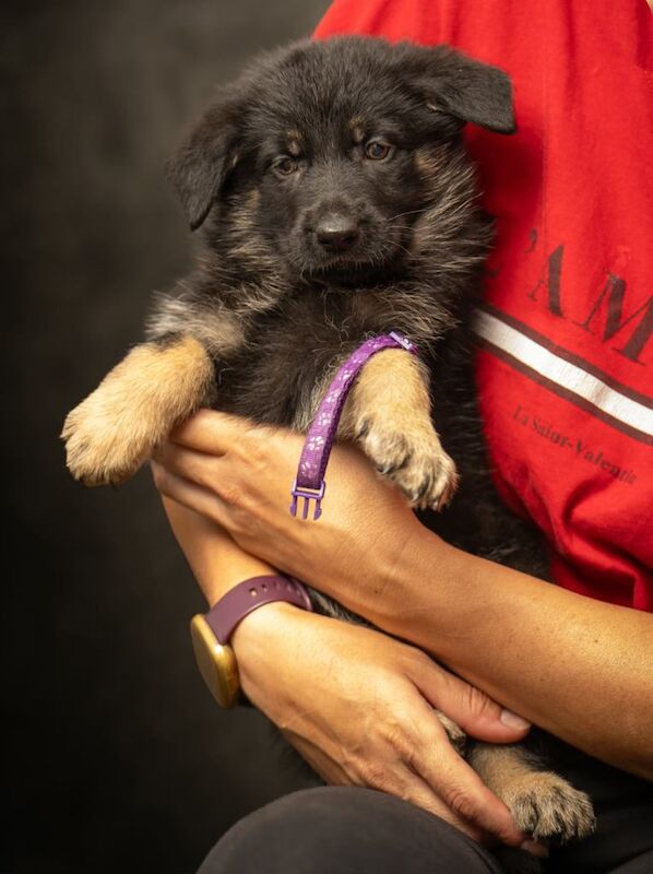 German Shepherd Babies boys and girls - Image 3 of 4