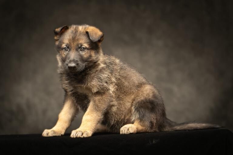 German Shepherd Babies boys and girls - Image 4 of 4