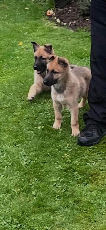German Shepherd puppies for sale in Lisburn, County Down – 3 months old