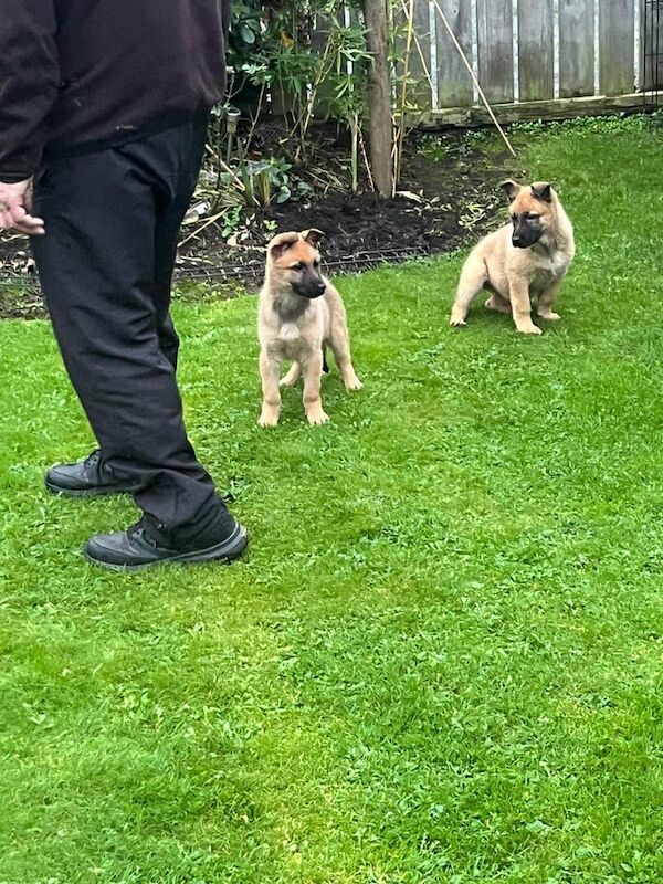 German Shepherd/ begium malinois - Image 2 of 2