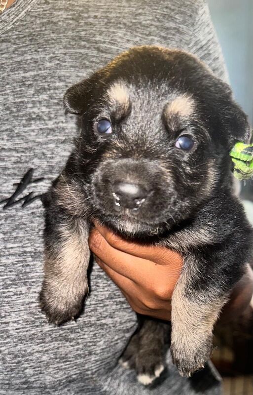 German Shepherd Belgian Malinoi Puppies