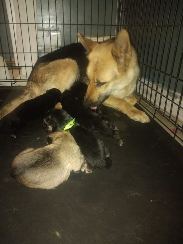 German Shepherd Belgian Malinoi Puppies - Image 2 of 8