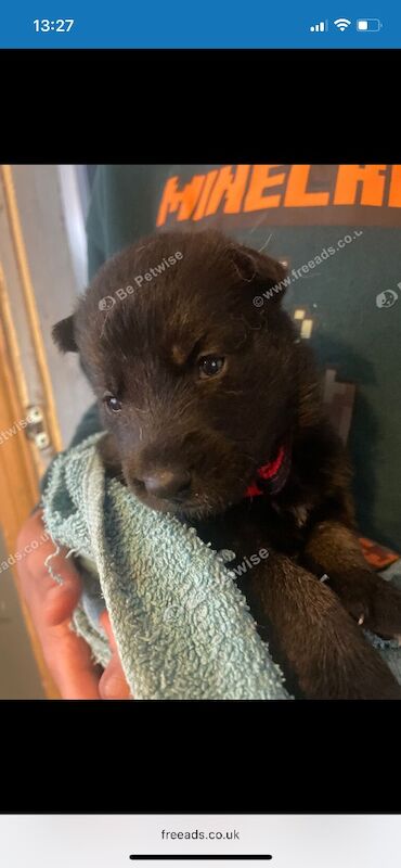 German Shepherd Belgian Malinoi Puppies - Image 3 of 8