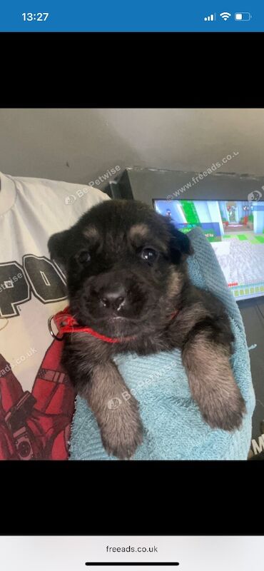 German Shepherd Belgian Malinoi Puppies - Image 5 of 8