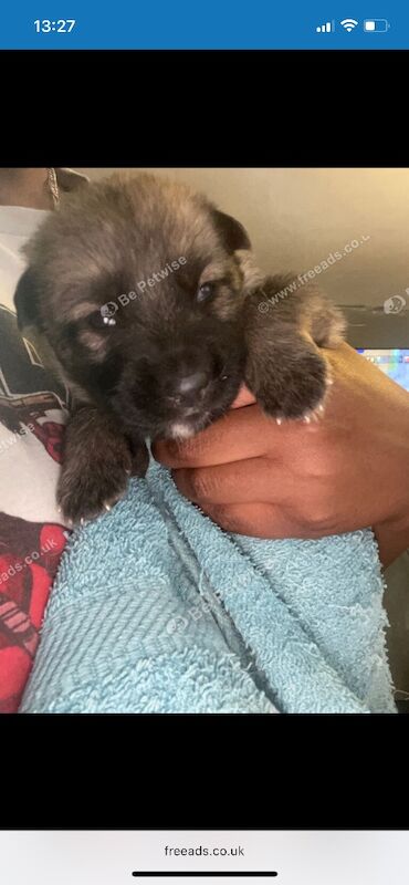 German Shepherd Belgian Malinoi Puppies - Image 6 of 8