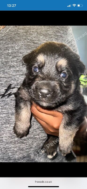 German Shepherd Belgian Malinoi Puppies - Image 8 of 8