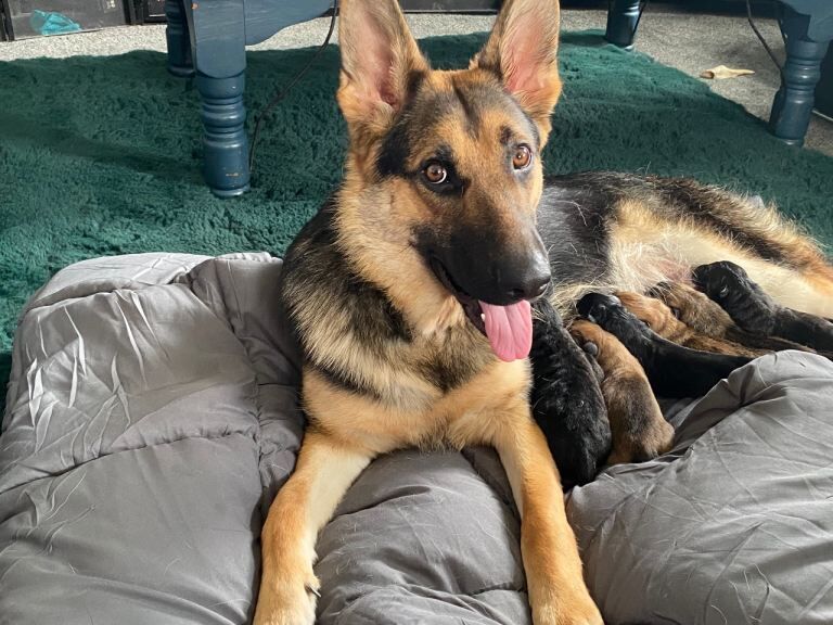 German Shepherd/Belgian Malinois puppies - Image 2 of 3