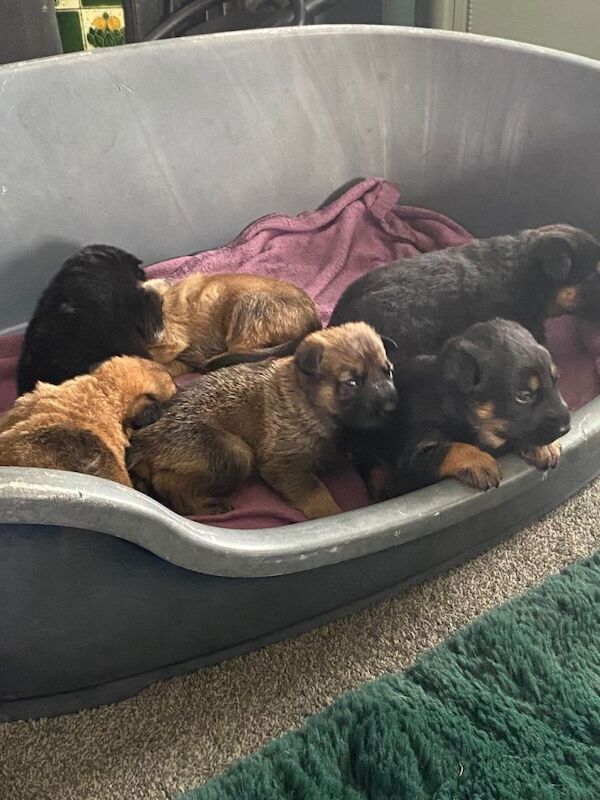 German Shepherd/Belgian Malinois puppies - Image 3 of 3