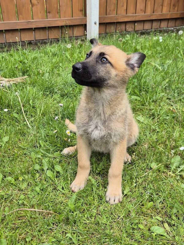 German shepherd / Belgian shepherd (Malinois) pups 10 weeks old