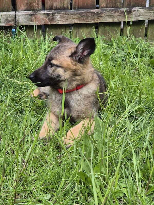 German shepherd / Belgian shepherd (Malinois) pups 10 weeks old - Image 2 of 3