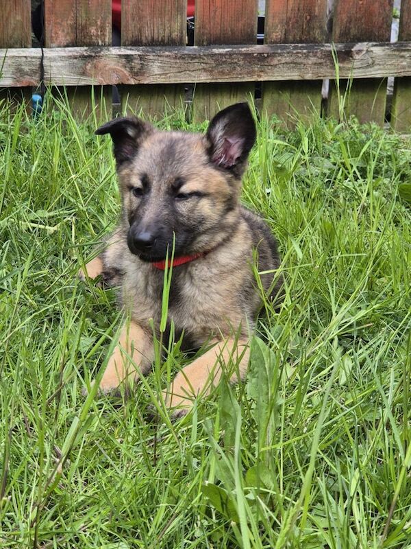 German shepherd / Belgian shepherd (Malinois) pups 10 weeks old - Image 3 of 3