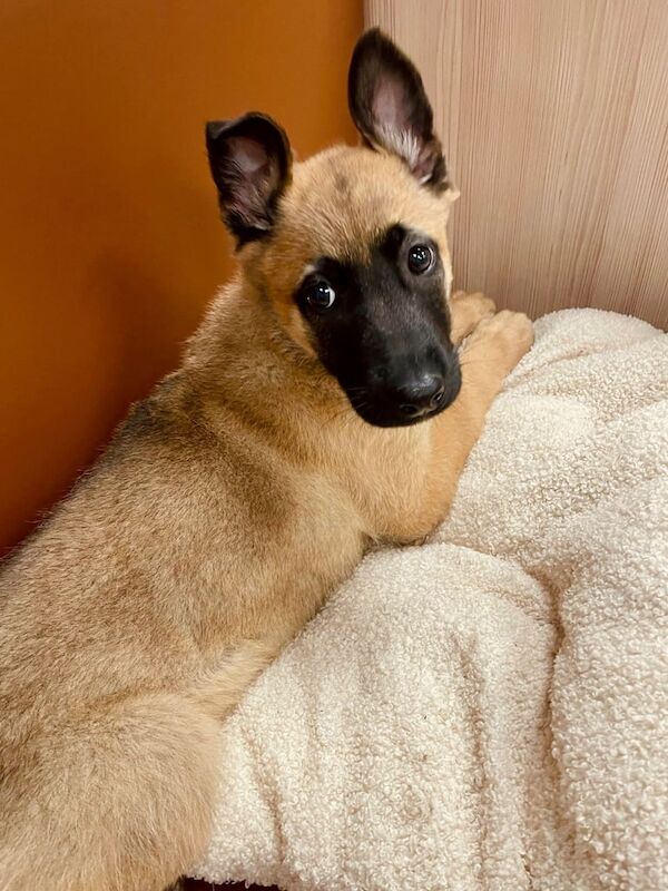 German Shepherd, Belgium, Malinois puppy for sale in Cambridge, Cambridgeshire - Image 1