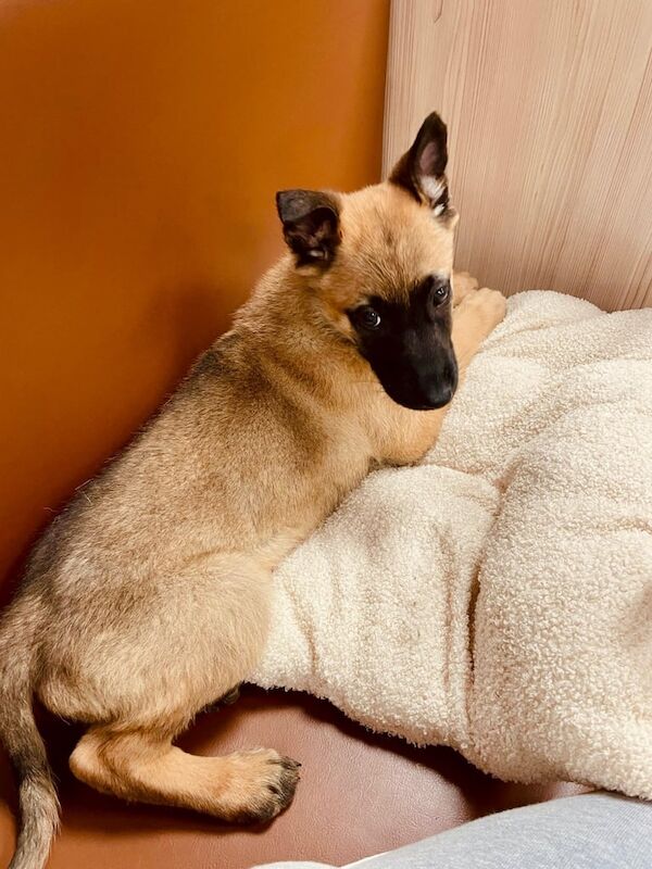 German Shepherd, Belgium, Malinois puppy - Image 2 of 3
