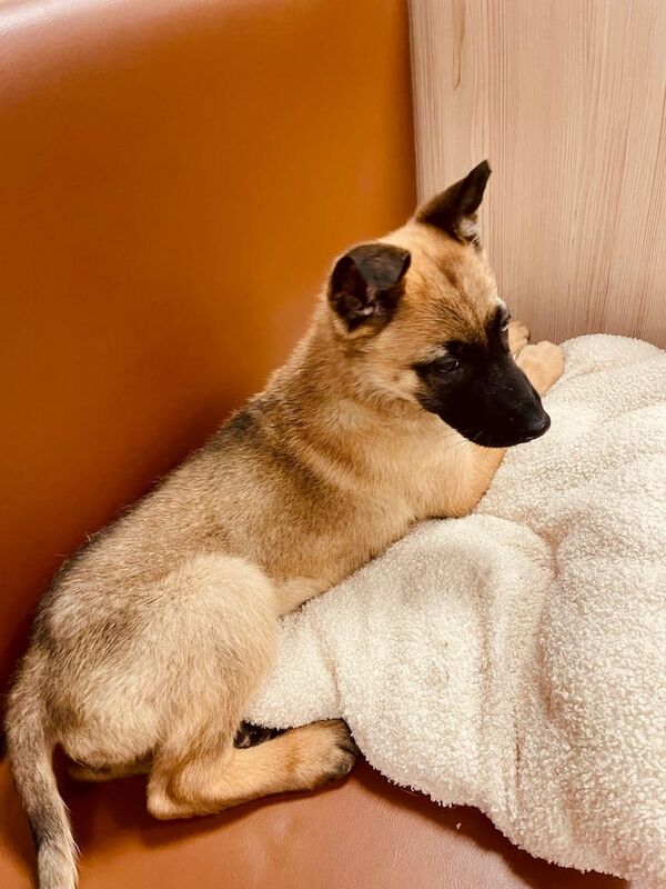 German Shepherd, Belgium, Malinois puppy - Image 3 of 3