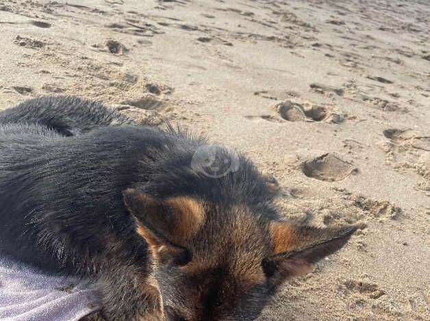 German Shepherd puppies for sale in Denbigh / Dinbych, Clwyd – 2 years old - Image 2 of 3
