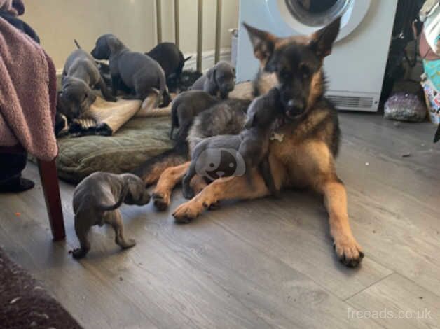German Shepherd puppies for sale in Denbigh / Dinbych, Clwyd – 2 years old - Image 3 of 3