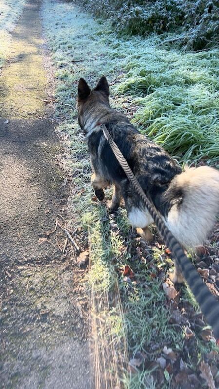 German Shepherd puppies for sale in Hythe, Hampshire – 2 years old - Image 2 of 3