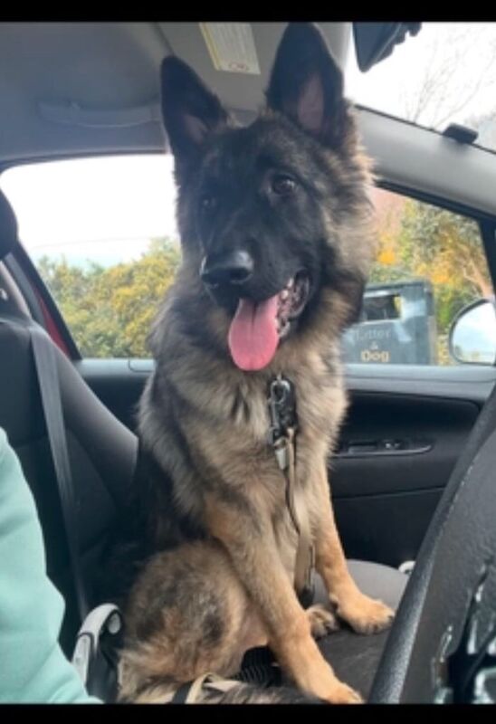 German Shepherd puppies for sale in Hythe, Hampshire – 2 years old - Image 3 of 3