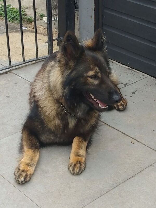 German shepherd bitch for sale in Langley Park, Durham | Image 3