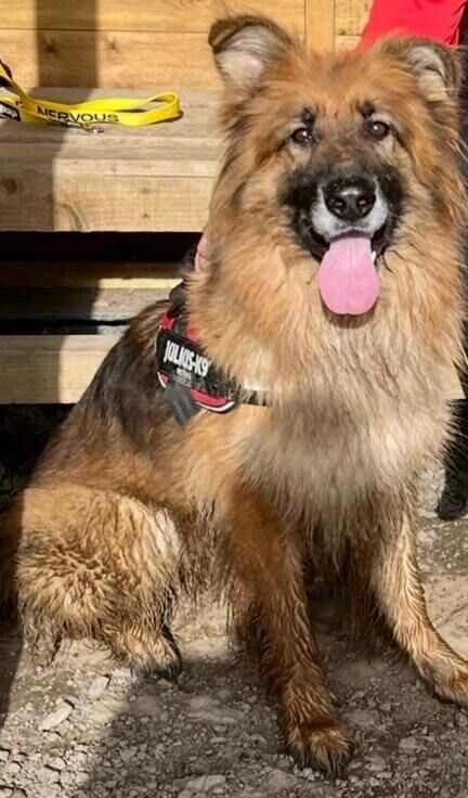 German Shepherd Bitch (7 years old)