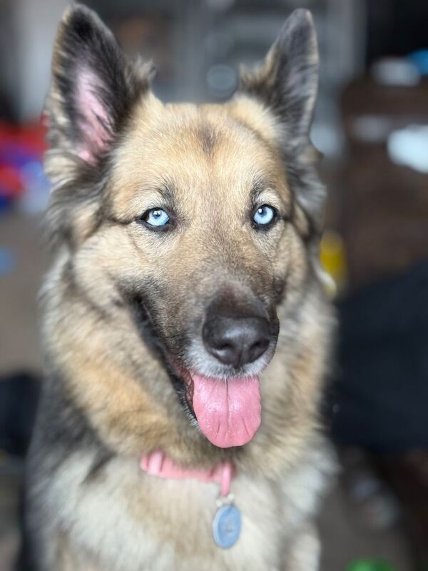 German Shepherd Puppies For Sale