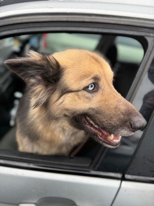 German shepherd blue eyes - Image 2 of 4