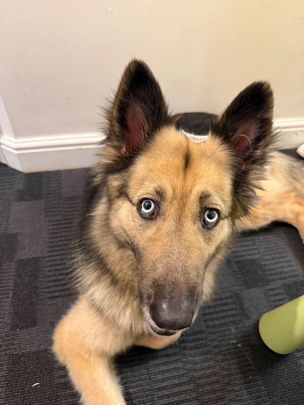 German shepherd blue eyes - Image 4 of 4