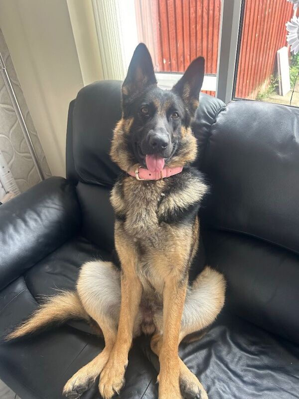 German Shepherd puppies for sale in Stoke-on-Trent, Staffordshire – 9 months old