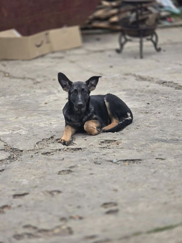 German Shepherd puppies for sale in Great Yarmouth, Norfolk – 5 months old