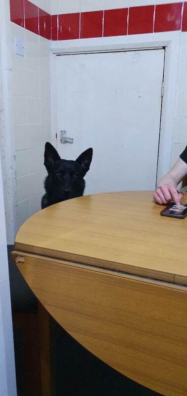 German Shepherd Puppies For Sale Under £1,000
