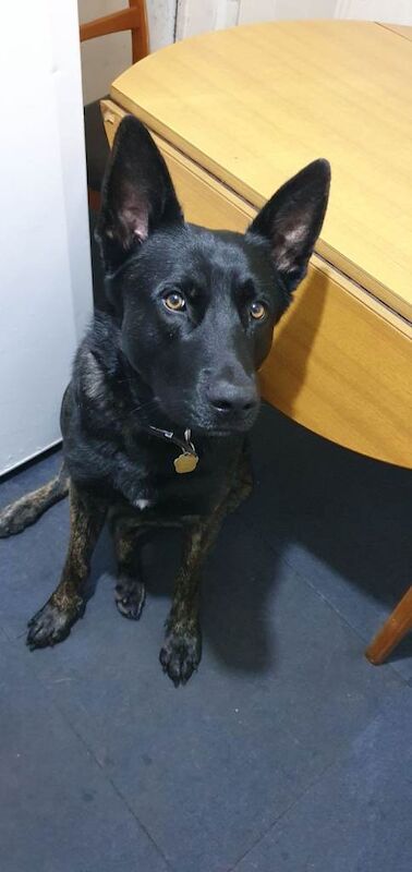 German shepherd cross - Image 2 of 3