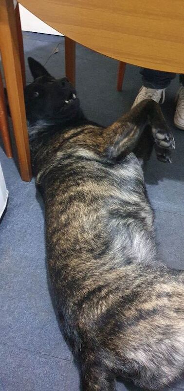 German shepherd cross - Image 3 of 3
