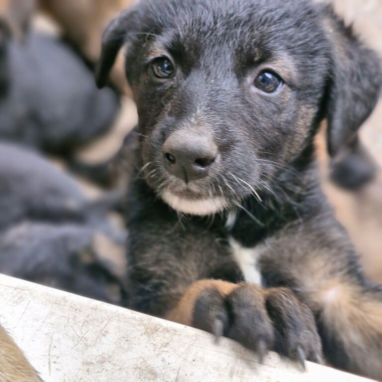 German shepherd cross akita puppies for sale in Skelmersdale, Lancashire
