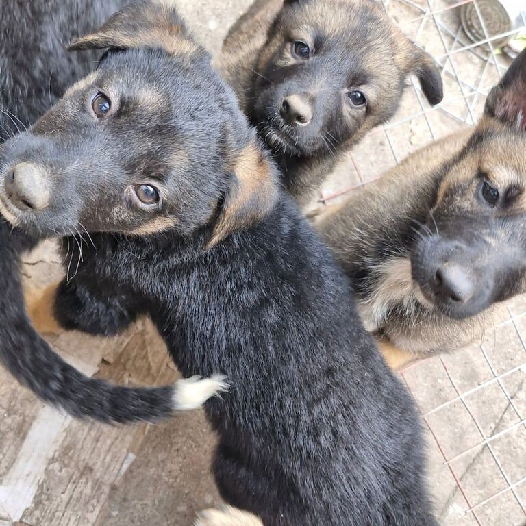 German Shepherd puppies for sale in Skelmersdale, Lancashire β 8 months old - Image 2 of 3