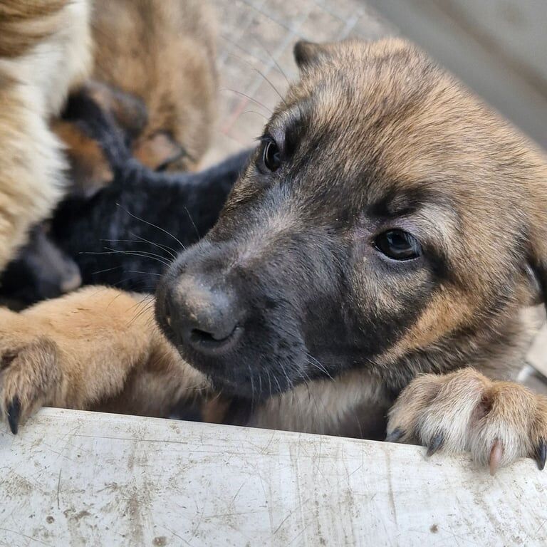German shepherd cross akita puppies for sale in Skelmersdale, Lancashire | Image 3
