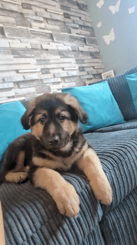 German shepherd cross American bulldog puppy