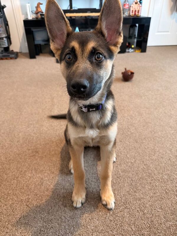 German Shepherd Puppies For Sale Under £1,000