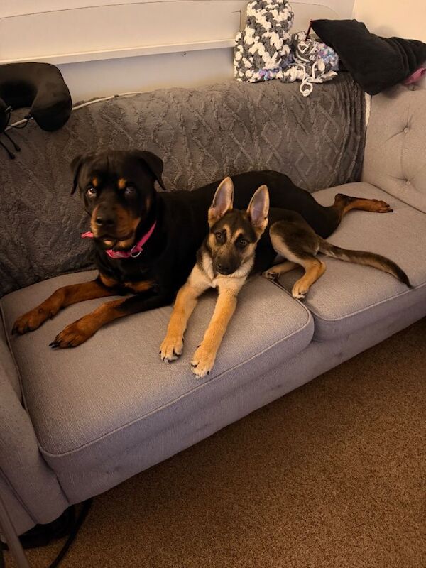 German shepherd cross Belgian malinois - Image 2 of 4