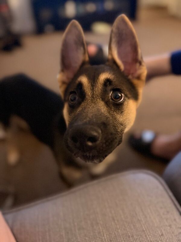 German shepherd cross Belgian malinois - Image 4 of 4