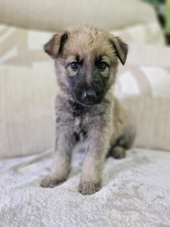 German shepherd cross Belgium Malinois puppies for sale in Leicester, Leicestershire - Image 1