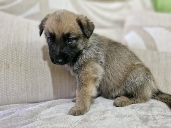 German shepherd cross Belgium Malinois puppies for sale in Leicester, Leicestershire - Image 2