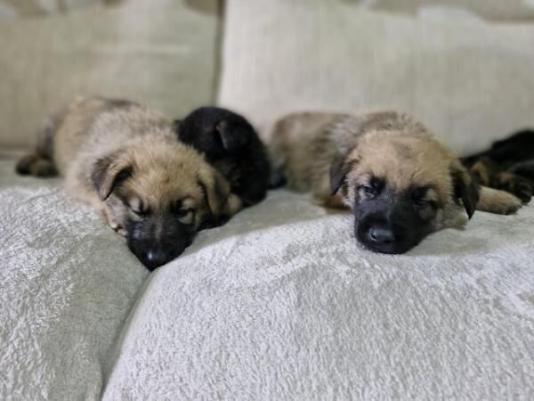 German shepherd cross Belgium Malinois puppies for sale in Leicester, Leicestershire - Image 3